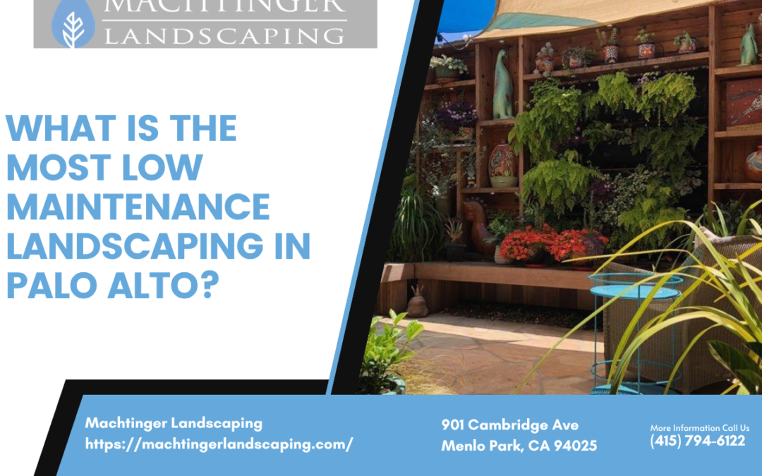 What Is the Most Low Maintenance Landscaping in Palo Alto?